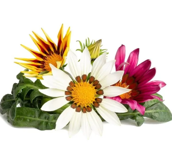 Online Click & Grow Smart Refill Gasania 3stk Blomster