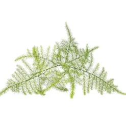 Click & Grow Smart Refill Feather spar 3stk Kit Til Plante- & Urtedyrkning
