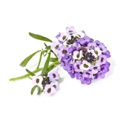 Blomster^Click and Grow Smart Garden refill 3-pack - Strandkarse