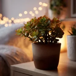 Hot Crassula sukkulent - 2 kom. - Crassula ovata 'Sunset' - Højde 15-20cm - ⌀12cm Krukkeplanter Indendørs