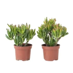 Online Crassula sukkulent - 2 stk. - Crassula ovata 'Hobbit' - Højde 10-20cm - ⌀12cm Krukkeplanter Indendørs