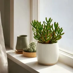 Online Crassula sukkulent - 2 stk. - Crassula ovata 'Hobbit' - Højde 10-20cm - ⌀12cm Krukkeplanter Indendørs
