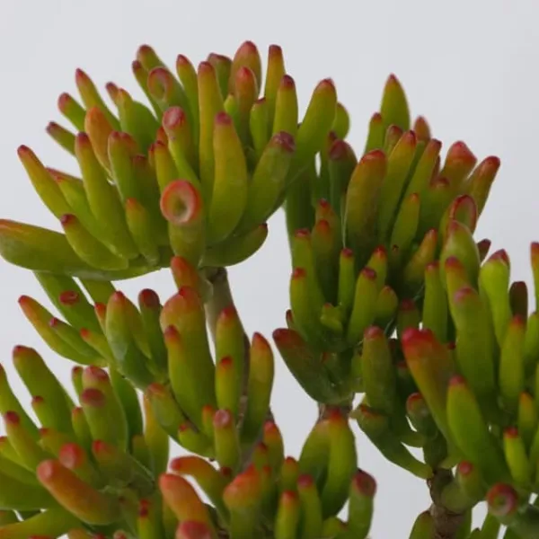 Online Crassula sukkulent - 2 stk. - Crassula ovata 'Hobbit' - Højde 10-20cm - ⌀12cm Krukkeplanter Indendørs