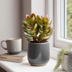 Outlet Crassula sukkulent plante - Crassula ovata 'Sunset' - Højde 15-20cm - ⌀12cm Krukkeplanter Indendørs