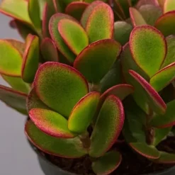 Outlet Crassula sukkulent plante - Crassula ovata 'Sunset' - Højde 15-20cm - ⌀12cm Krukkeplanter Indendørs