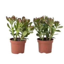 Krukkeplanter Indendørs^Crassula sukkulent plante - 2 stk. - Crassula ovata - Højde 15-25cm - ø12cm