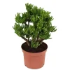 Online Crassula sukkulent plante - Crassula ovata 'Hobbit' - Højde 45-50cm - ⌀23cm Krukkeplanter Indendørs