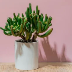 Online Crassula sukkulent plante - Crassula ovata 'Hobbit' - Højde 45-50cm - ⌀23cm Krukkeplanter Indendørs