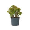 Online Crassula sukkulent plante - Crassula ovata 'Sunset' - Højde 55-60cm - ⌀30cm Krukkeplanter Indendørs