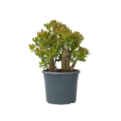Online Crassula sukkulent plante - Crassula ovata 'Sunset' - Højde 55-60cm - ⌀30cm Krukkeplanter Indendørs