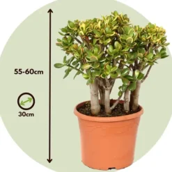 Online Crassula sukkulent plante - Crassula ovata 'Sunset' - Højde 55-60cm - ⌀30cm Krukkeplanter Indendørs