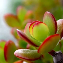 Online Crassula sukkulent plante - Crassula ovata 'Sunset' - Højde 55-60cm - ⌀30cm Krukkeplanter Indendørs