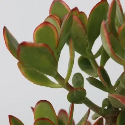 Online Crassula sukkulent plante - Crassula ovata 'Sunset' - Højde 55-60cm - ⌀30cm Krukkeplanter Indendørs