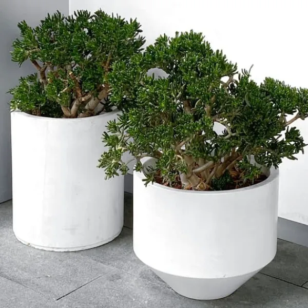 Hot Crassula sukkulent plante - Crassula ovata 'Minor' - Højde 45-50cm - ⌀23cm Krukkeplanter Indendørs