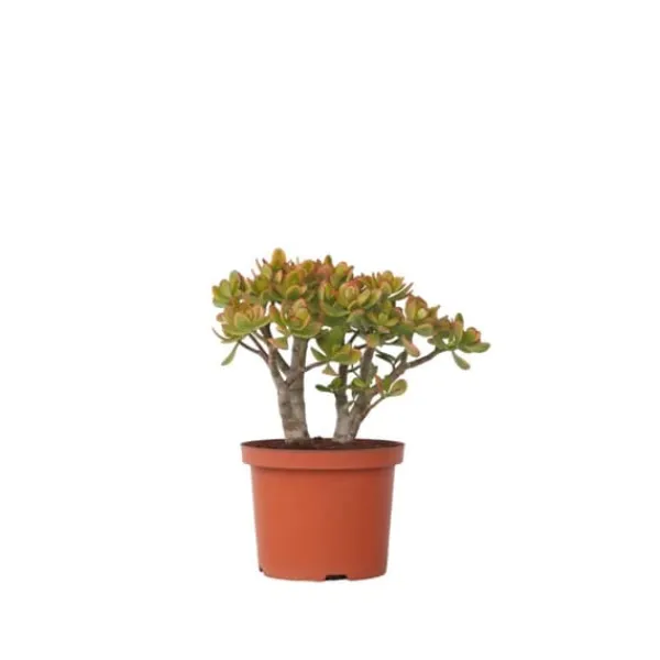 Krukkeplanter Indendørs^Crassula sukkulent plante - Crassula ovata 'Sunset' - Højde 30-35cm - ⌀17cm