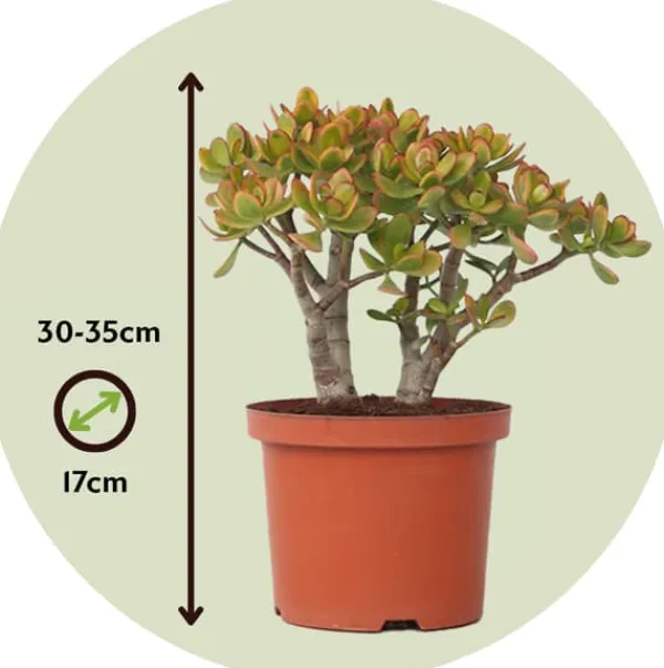 Krukkeplanter Indendørs^Crassula sukkulent plante - Crassula ovata 'Sunset' - Højde 30-35cm - ⌀17cm