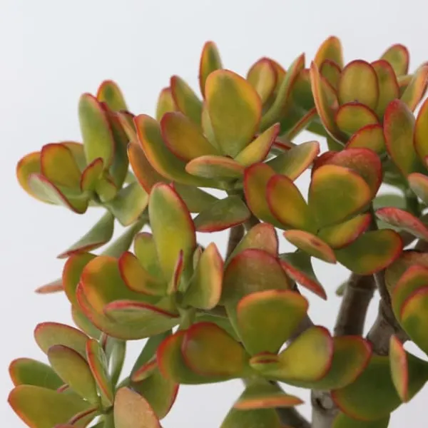 Krukkeplanter Indendørs^Crassula sukkulent plante - Crassula ovata 'Sunset' - Højde 30-35cm - ⌀17cm