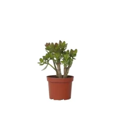 Sale Crassula sukkulent plante - Crassula ovata 'Minor' - Højde 30-35cm - ⌀17cm Krukkeplanter Indendørs