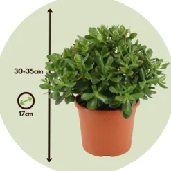 Sale Crassula sukkulent plante - Crassula ovata 'Minor' - Højde 30-35cm - ⌀17cm Krukkeplanter Indendørs