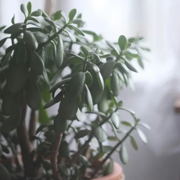 Sale Crassula sukkulent plante - Crassula ovata 'Minor' - Højde 30-35cm - ⌀17cm Krukkeplanter Indendørs