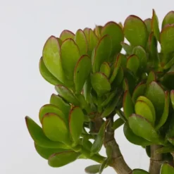 Sale Crassula sukkulent plante - Crassula ovata 'Minor' - Højde 30-35cm - ⌀17cm Krukkeplanter Indendørs