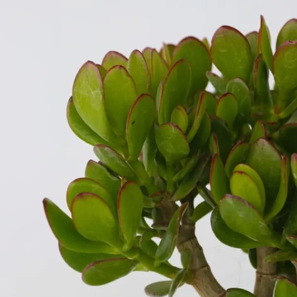 Sale Crassula sukkulent plante - Crassula ovata 'Minor' - Højde 30-35cm - ⌀17cm Krukkeplanter Indendørs