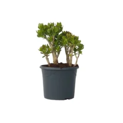 Krukkeplanter Indendørs^Crassula sukkulent plante - Crassula ovata 'Minor' - Højde 60-65cm - ⌀30cm