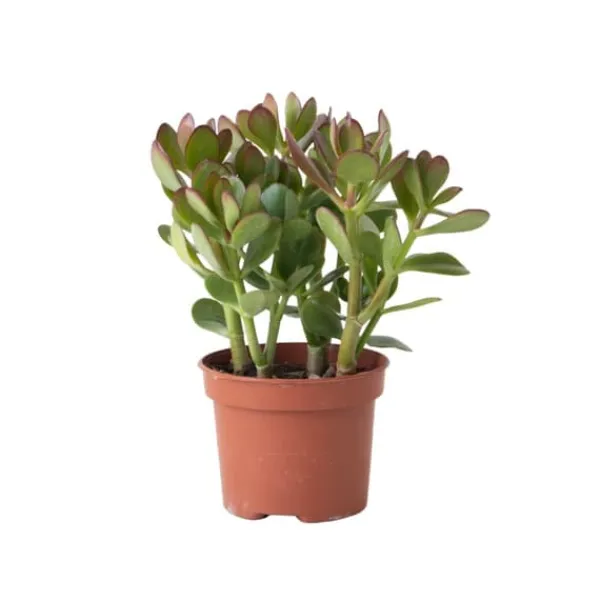Krukkeplanter Indendørs^Crassula sukkulent plante - Crassula ovata - Højde 15-25cm - ø12cm