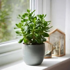 Krukkeplanter Indendørs^Crassula sukkulent plante - Crassula ovata - Højde 15-25cm - ø12cm