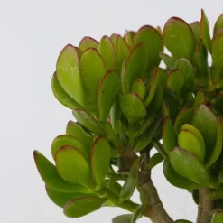 Krukkeplanter Indendørs^Crassula sukkulent plante - Crassula ovata - Højde 15-25cm - ø12cm