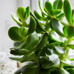 Krukkeplanter Indendørs^Crassula sukkulent plante - Crassula ovata - Højde 15-25cm - ø12cm