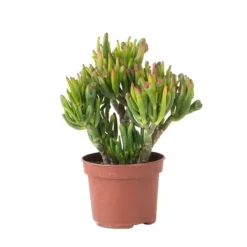Krukkeplanter Indendørs^Crassula sukkulent plante - Crassula ovata 'Hobbit' - Højde 10-20cm - ⌀12cm
