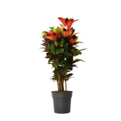 Krukkeplanter Indendørs^Croton - Codiaeum variegatum 'Mrs. Iceton' - Højde 90-100cm - Potte 27cm