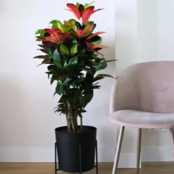 Krukkeplanter Indendørs^Croton - Codiaeum variegatum 'Mrs. Iceton' - Højde 90-100cm - Potte 27cm