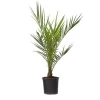Krukkeplanter Indendørs^Daddelpalme - Phoenix canariensis - Højde 50-60cm - ⌀15cm