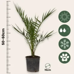 Krukkeplanter Indendørs^Daddelpalme - Phoenix canariensis - Højde 50-60cm - ⌀15cm