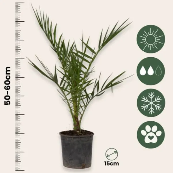 Krukkeplanter Indendørs^Daddelpalme - Phoenix canariensis - Højde 50-60cm - ⌀15cm