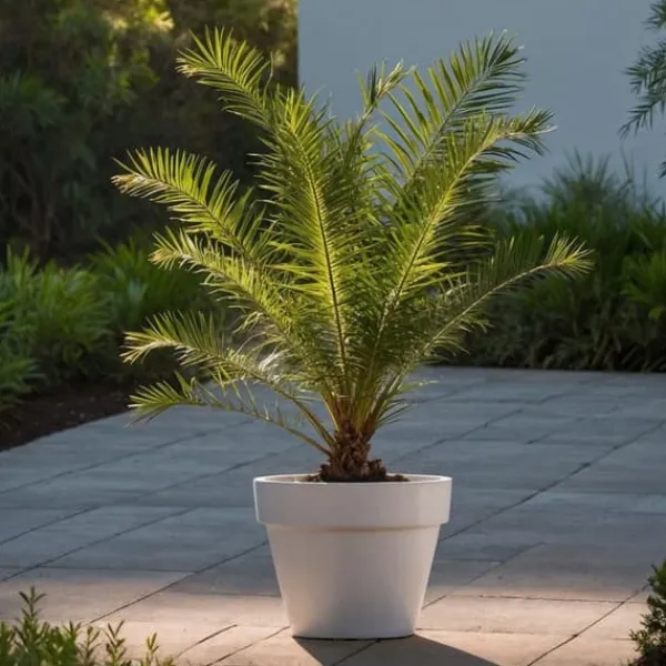 Krukkeplanter Indendørs^Daddelpalme - Phoenix canariensis - Højde 50-60cm - ⌀15cm