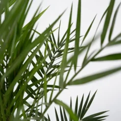 Krukkeplanter Indendørs^Daddelpalme - Phoenix canariensis - Højde 50-60cm - ⌀15cm