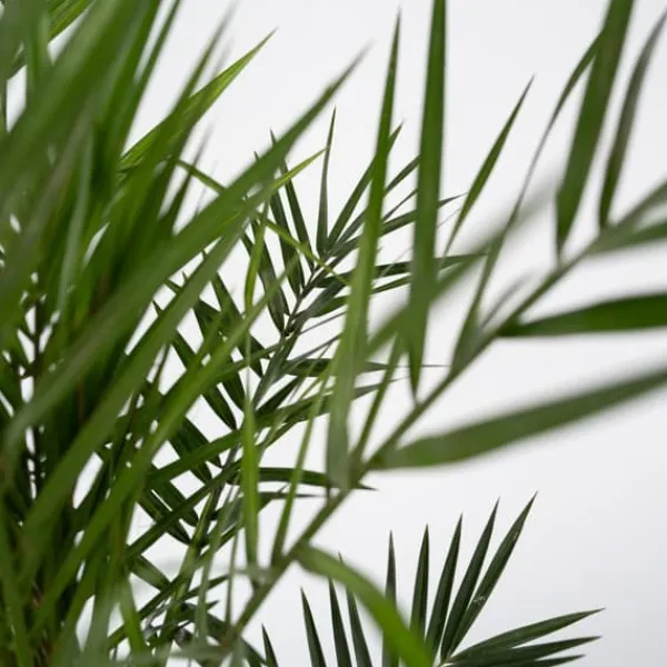 Krukkeplanter Indendørs^Daddelpalme - Phoenix canariensis - Højde 50-60cm - ⌀15cm