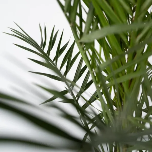 Krukkeplanter Indendørs^Daddelpalme - Phoenix canariensis - Højde 50-60cm - ⌀15cm