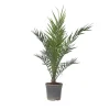 Outlet Daddelpalme - Phoenix canariensis - Højde 80-100cm - ⌀19cm Krukkeplanter Indendørs