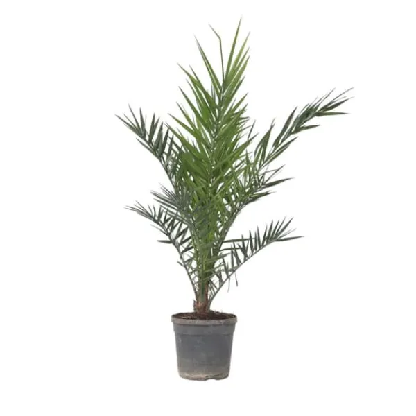 Outlet Daddelpalme - Phoenix canariensis - Højde 80-100cm - ⌀19cm Krukkeplanter Indendørs