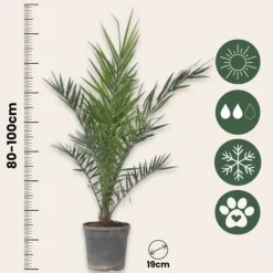 Outlet Daddelpalme - Phoenix canariensis - Højde 80-100cm - ⌀19cm Krukkeplanter Indendørs