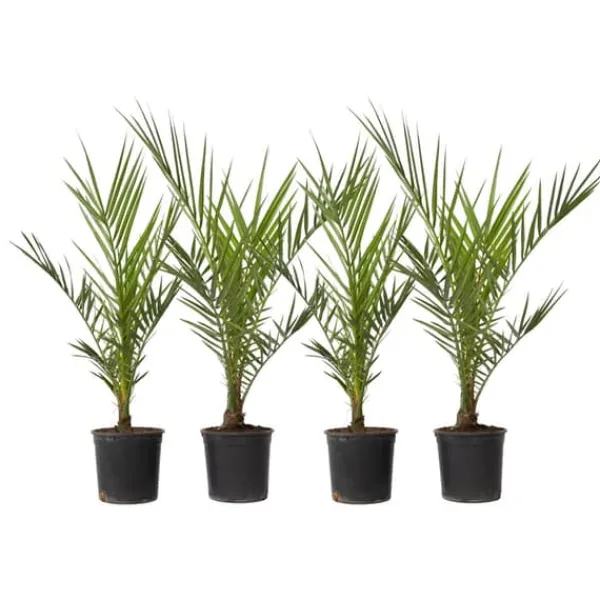 Daddelpalme - Sæt med 4 - Phoenix canariensis - Højde 50-60cm - ⌀15cm Krukkeplanter Indendørs