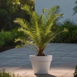Daddelpalme - Sæt med 4 - Phoenix canariensis - Højde 50-60cm - ⌀15cm Krukkeplanter Indendørs