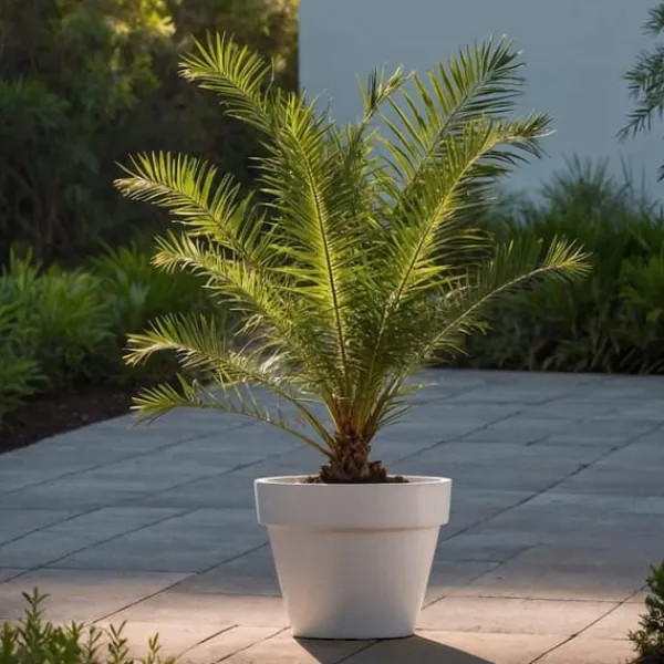 Daddelpalme - Sæt med 4 - Phoenix canariensis - Højde 50-60cm - ⌀15cm Krukkeplanter Indendørs