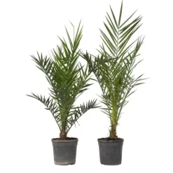 Krukkeplanter Indendørs^Daddelpalme - Sæt med 2 - Phoenix canariensis - Højde 80-100cm - ⌀19cm