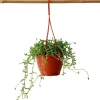 Krukkeplanter Indendørs^Delfin på snor - Senecio peregrinus - Højde 10-20cm - ⌀12cm
