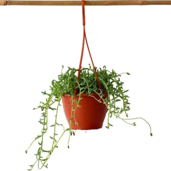 Krukkeplanter Indendørs^Delfin på snor - Senecio peregrinus - Højde 10-20cm - ⌀12cm